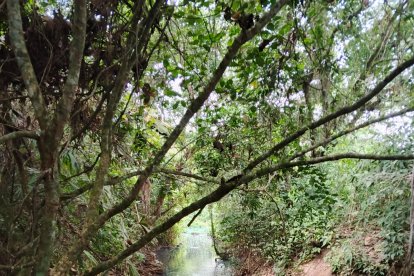 El río Pámbula, que atraviesa más de 90 propiedades agrícolas, resultó afectado por el derrame de diésel.