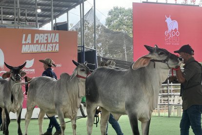 Un total de 1257 animales de 73 ganaderías del Ecuador participan de la ExpoCebú 2025