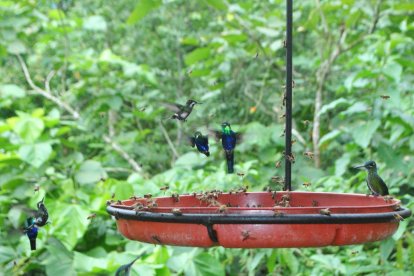 En la reserva se puede apreciar una diversidad de colibríes.