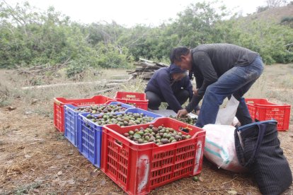 Ángel y su hermana Sonia viven de la venta de ciruelas.