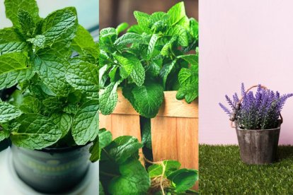 Menta, hierbabuena y lavanda: aromas intensos que ayudan a mantener ratas y reptiles alejados.