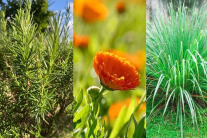 Romero, caléndula y citronela: flores y aromas que protegen el jardín de roedores y reptiles.
