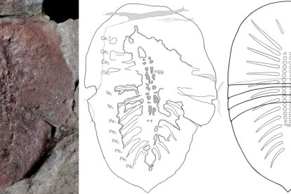 Estas son las estructuras internas del animal graficadas.