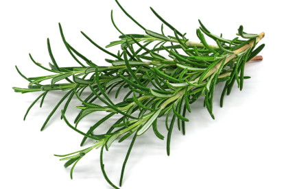 Conoce los beneficios del romero.