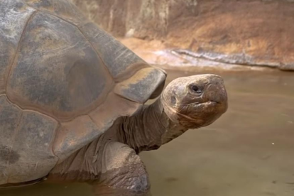 La tortuga de Galápagos Gramma