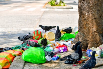Palomas se amontonan en un parterre de Los Esteros para comer basura.