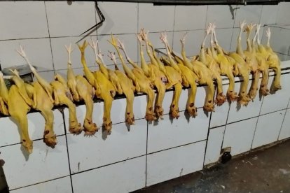 Así tenían los pollos listos para ser empacados y vendidos en algunos locales del norte capitalino.