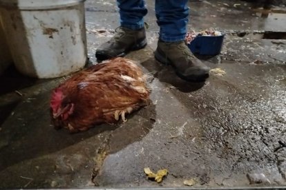 En uno de los lugares encontraron animales vivos.