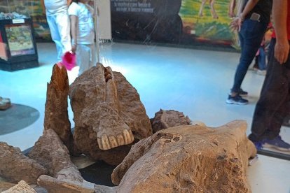 Fragmentos fósiles muestran parte del pasado de este sector.