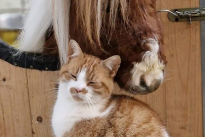 Pumuckel, el caballo más pequeño del mundo, convive con gatos y otros animales de la granja, mostrando su carácter tranquilo y sociable.