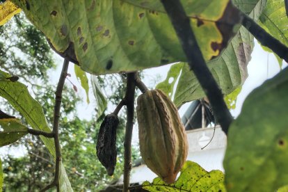 Para los moradores de Sarampion ha sido un desafio certificar su cacao, uno de los mas antiguos del Ecuador.