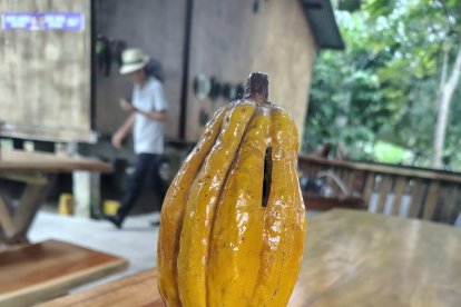 Los cacaos de Sarampión y Calceta están reconocidos entre los mejores del mundo.