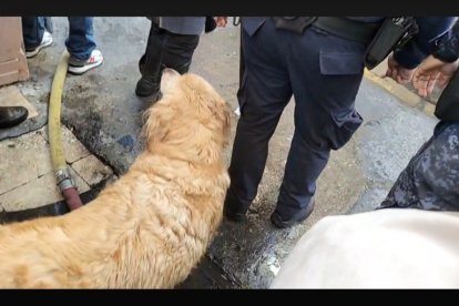 La perrita, que estaba dentro de la casa que se quemó, logró salir con la ayuda de los bomberos.