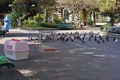 Técnicos recogen y trasladan palomas para su evaluación veterinaria y posterior reubicación.