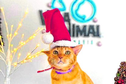 Las imágenes de los gatitos en adopción están disponibles en las cuentas @vidaanimal.ec y @yoamoanimalesec de Instagram.