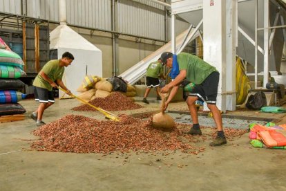 En la planta procesadora Ecokakao, en Durán, los trabajadores preparan el cacao para exportarlo a varios destinos.