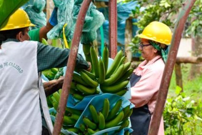 Evaluación de banano de exportación, en un sector con brechas de productividad frente a competidores internacionales.