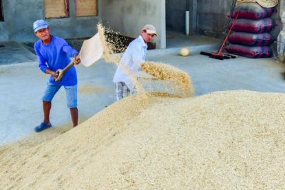Procesamiento del arroz en piladora del Guayas, en un contexto donde el monocultivo intensivo que ha deteriorado el suelo y elevado la dependencia de fertilizantes y agroquímicos.