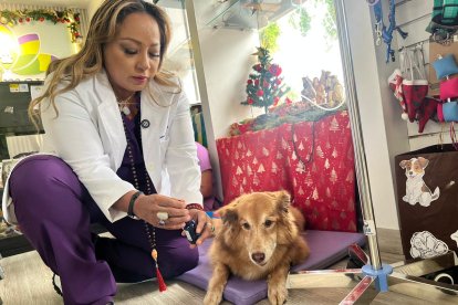 Sultán, tranquilo, luego de que la doctora Carlota Macas le diera aquel líquido.