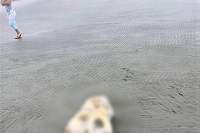 El cuerpo no contaba con cabeza ni con sus extremidades y se encontraba en avanzado estado de descomposición.