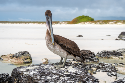Tortuga Bay, en Galápagos, otro gran destino para visitar en Carnaval.