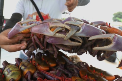 Veda de cangrejo 2026 en Ecuador.