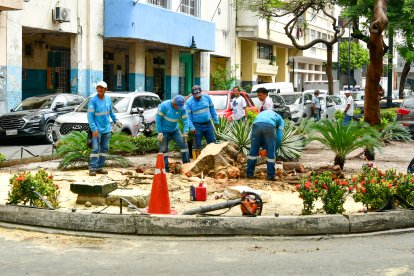 Árbol caído en Guayaquil.