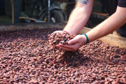 El cacao presenta récord de precio.