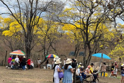 Los guayacanes en flor cubren los senderos de Zapotillo, ofreciendo un espectáculo natural que atrae turistas nacionales e internacionales.