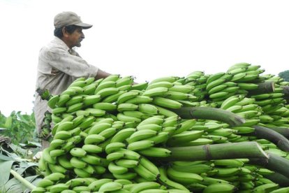 Entre los productos con impuesto a Colombia están plátanos frescos, plátanos secos y orito fresco.