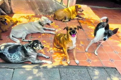 Dentro de la casa, los animales cuentan con un espacio de más de 1.500 metros cuadrados.