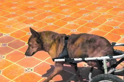 Hay algunos canes con problemas de movilidad, que son atendidos según sus necesidades.