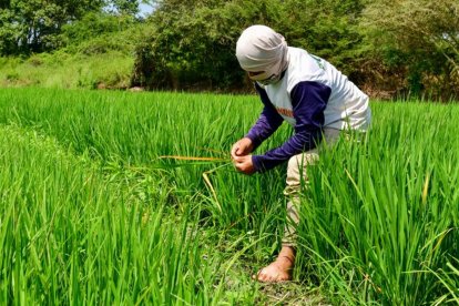 Arroceros de Ecuador también piden declarar el estado de emergencia en el sector agrícola.