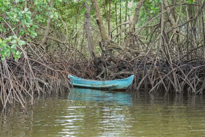 Entre los manglares hay una biodiversidad única.