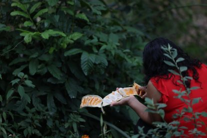 La abundancia de guabas le permite hacer una pausa en el trabajo de campo y disfrutar, de vez en cuando, de esta deliciosa fruta.