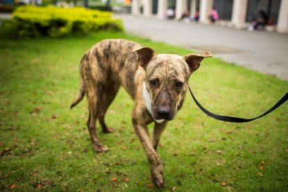 Las sanciones por maltrato animal son de hasta 10 salarios básicos.
