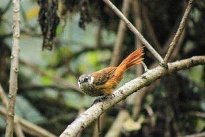 Barbablanca anteada. Un barbablanca anteada (Atlapetes leucopterus) en el Parque Metropolitano Guangüiltagua, nororiente capitalino. El ave, de plumaje canela intenso en el dorso y la cola, contrasta con la franja blanca en su rostro, rasgo que le da nombre.