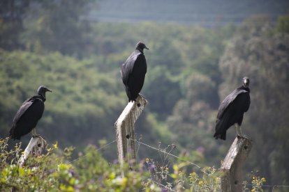 Vigilantes sigilosos. Tres ejemplares de zopilote negro (Coragyps atratus) fueron avistados en las quebradas de la vía a Papallacta, en un sector de vegetación agreste y pendientes pronunciadas. Las aves permanecían posadas en postes, desde donde vigilaban el entorno con su característica postura erguida y silenciosa.