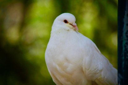 Paloma. Un ave de plumaje blanco, conocida como paloma doméstica (Columba livia domestica), en la Plaza de la Independencia, en pleno Centro Histórico de Quito. De porte sereno y mirada atenta, destaca entre la arquitectura patrimonial y el constante movimiento de turistas.