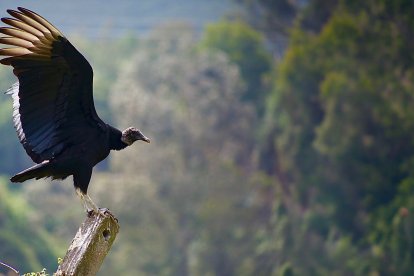 Zopilote negro. Un zopilote negro (Coragyps atratus) fue captado en el instante preciso en que emprendía vuelo desde un poste en las quebradas andinas. Con las alas extendidas, el ave dejaba ver la imponencia de su silueta oscura, recortada contra el paisaje montañoso y la vegetación que cubre las laderas.