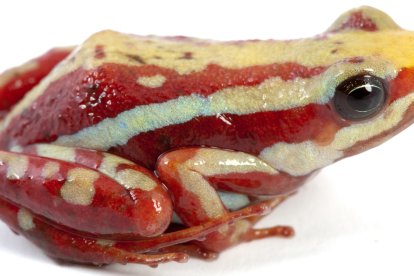 Fotografía cedida por Puce-Bioweb que muestra a la rana Epipedobates anthonyi.