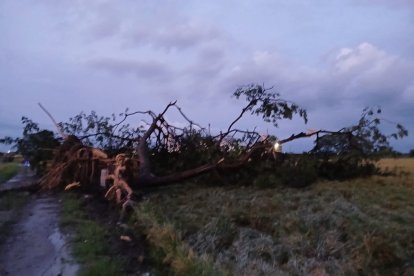 En recintos de Daule, unos árboles se derribaron por las lluvias.