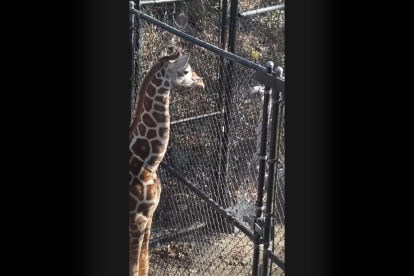 La escena refleja la convivencia entre especies en hábitats cercanos dentro del recinto