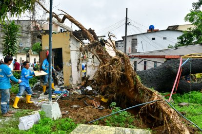El árbol que cedió en La Alborada se desprendió desde la raíz.