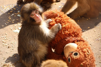 Camina, come y juega durante el día pegado al juguete