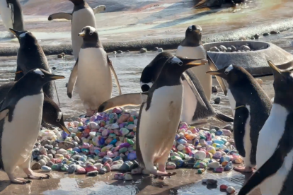 Los pingüinos machos buscan la piedra perfecta para presentarla a la hembra como parte del cortejo
