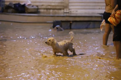 Mascotas también se vieron afectadas en Balao.