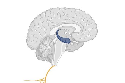 Hay un camino en tres hitos hacia la pérdida de memoria
