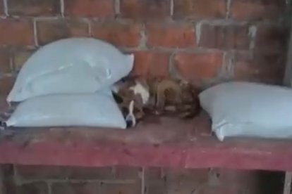 Tigresa será trasladada por su grave estado de salud.