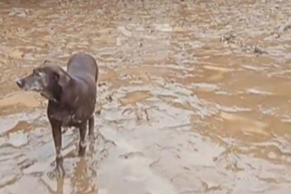 Todo el albergue está cubierto de lodo.